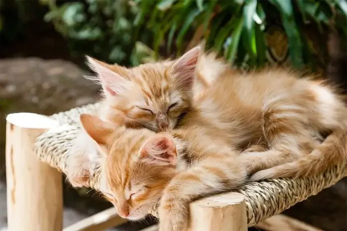 zwei katzen schlafen auf einem katzenbaum