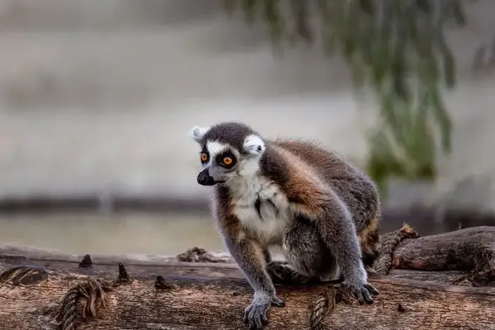 Lemur