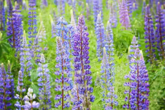 Lupine Lupinenpflanze