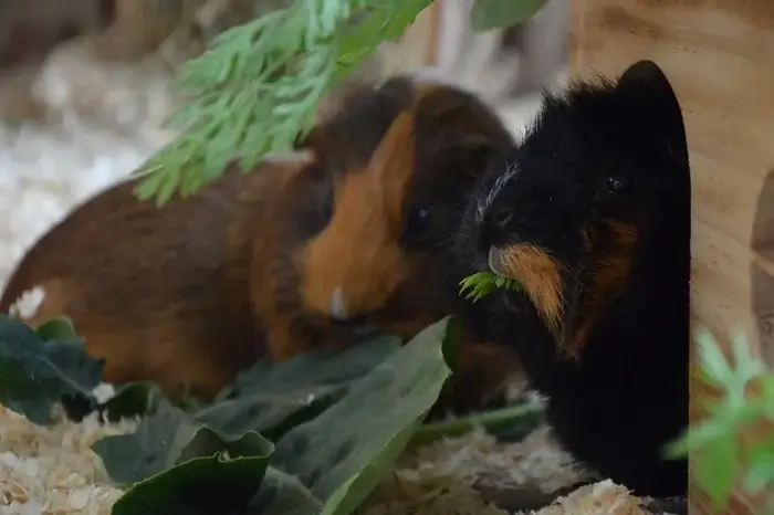 Meerschweinchen fressen Blätter