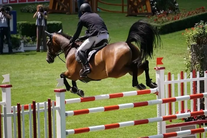 pferd springt über ein  hindernis