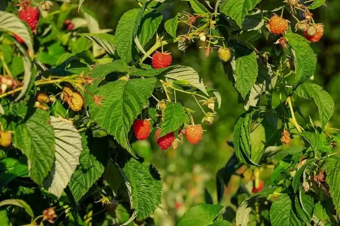 himbeeren