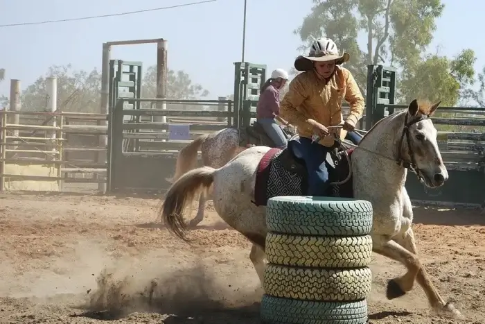 pferde beim reining