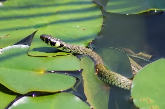 Schlange im Gartenteich