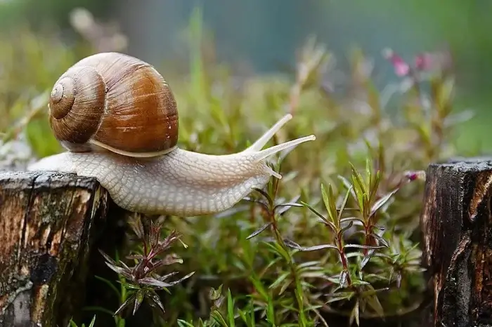 schnecke im garten