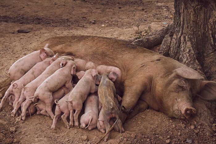 schweinemutter gibt ferkeln milch