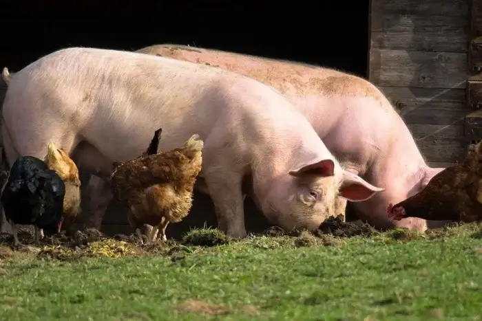 schweine und hühner essen