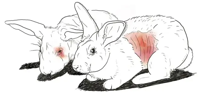 Hase tierversuch illustration