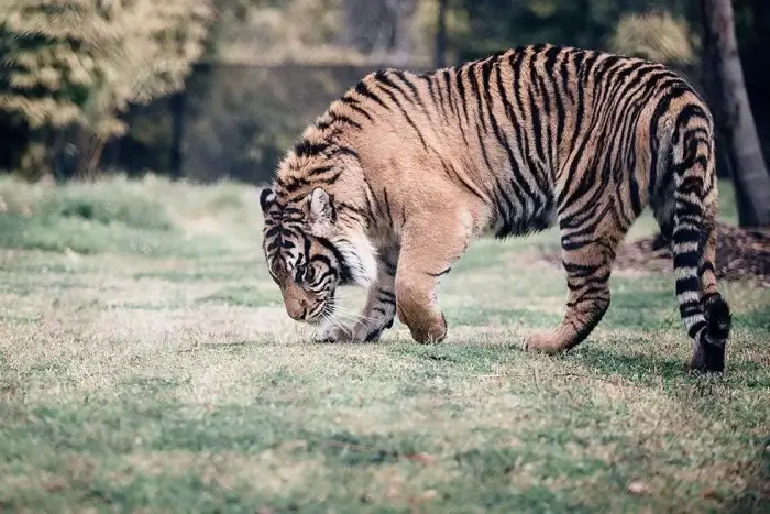 tiger im zoo