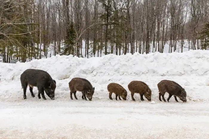 Wildschweine