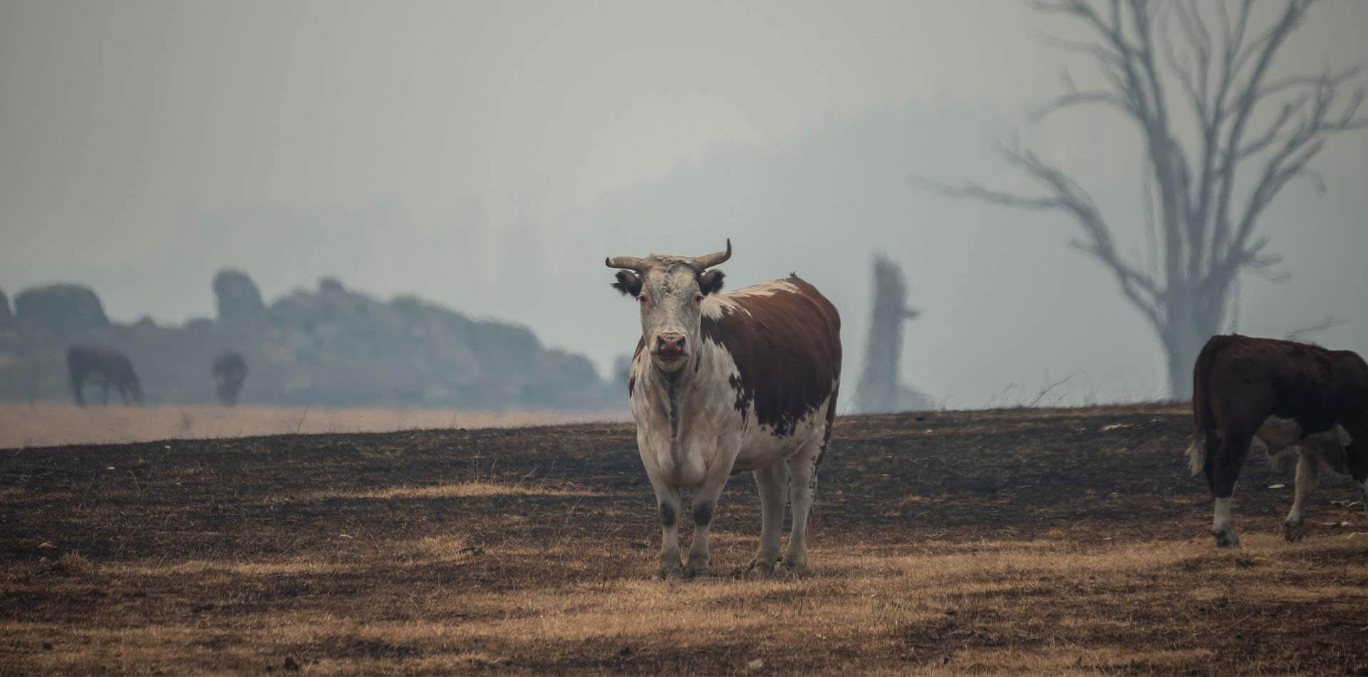 Eine Kuh steht auf einem Feld.