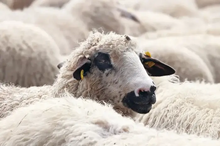 Schaf in einer Schafherde