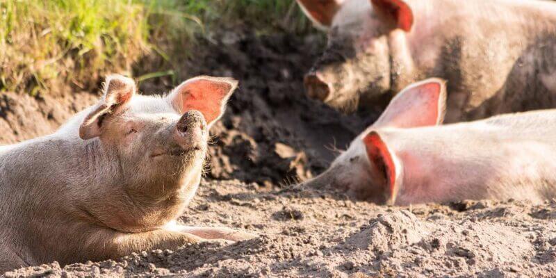 schweine im schlamm