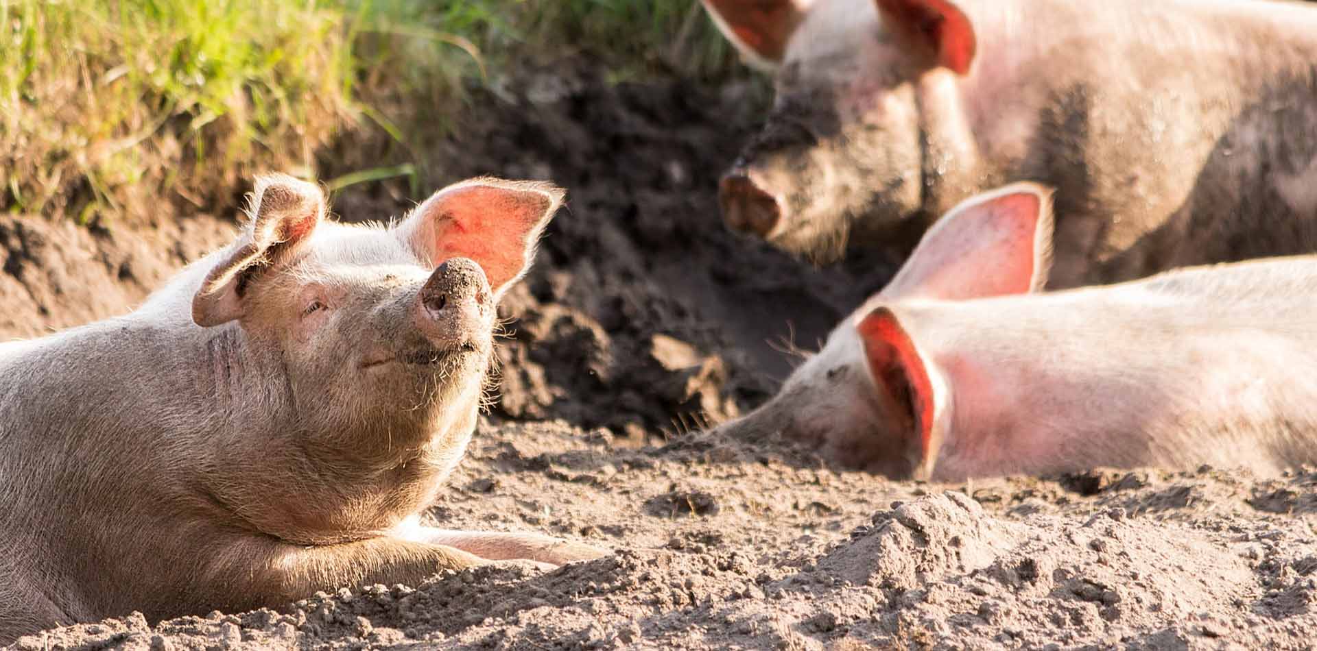 schweine im schlamm