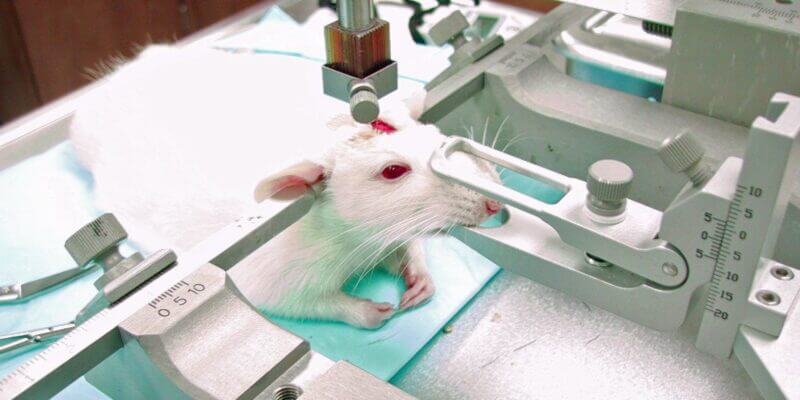Eine Ratte klemmt mit dem Gesicht in einer Apparatur.