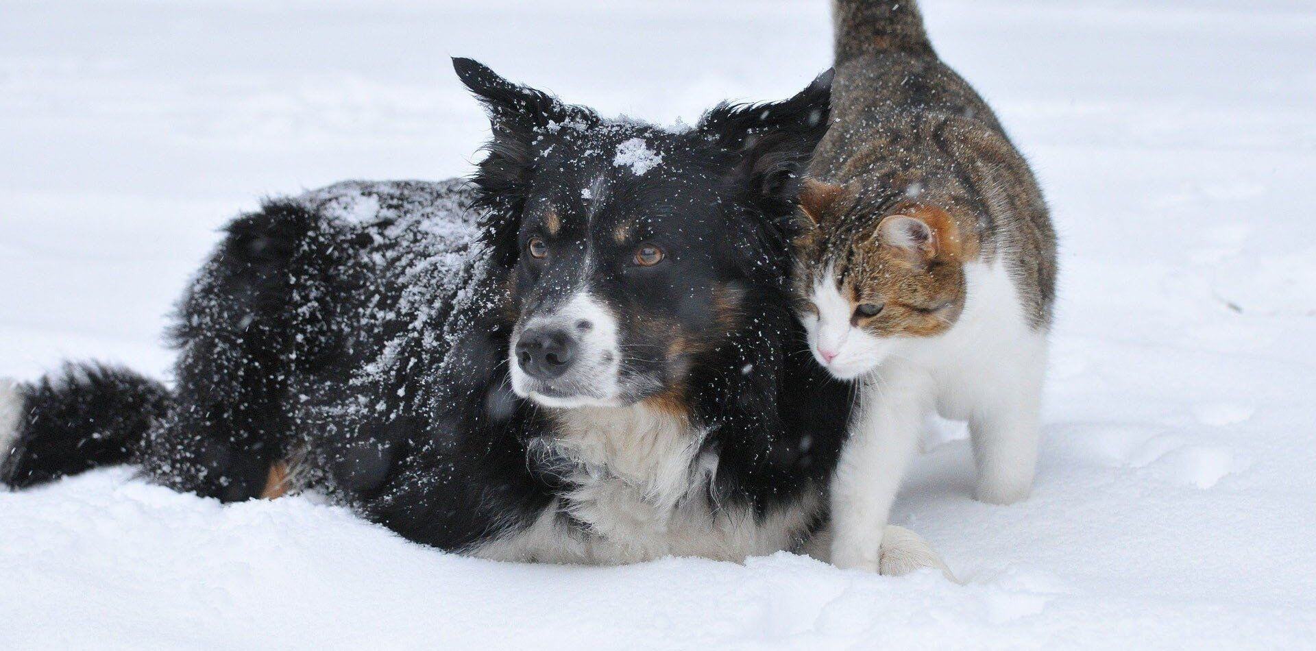 katze und hund im schnee
