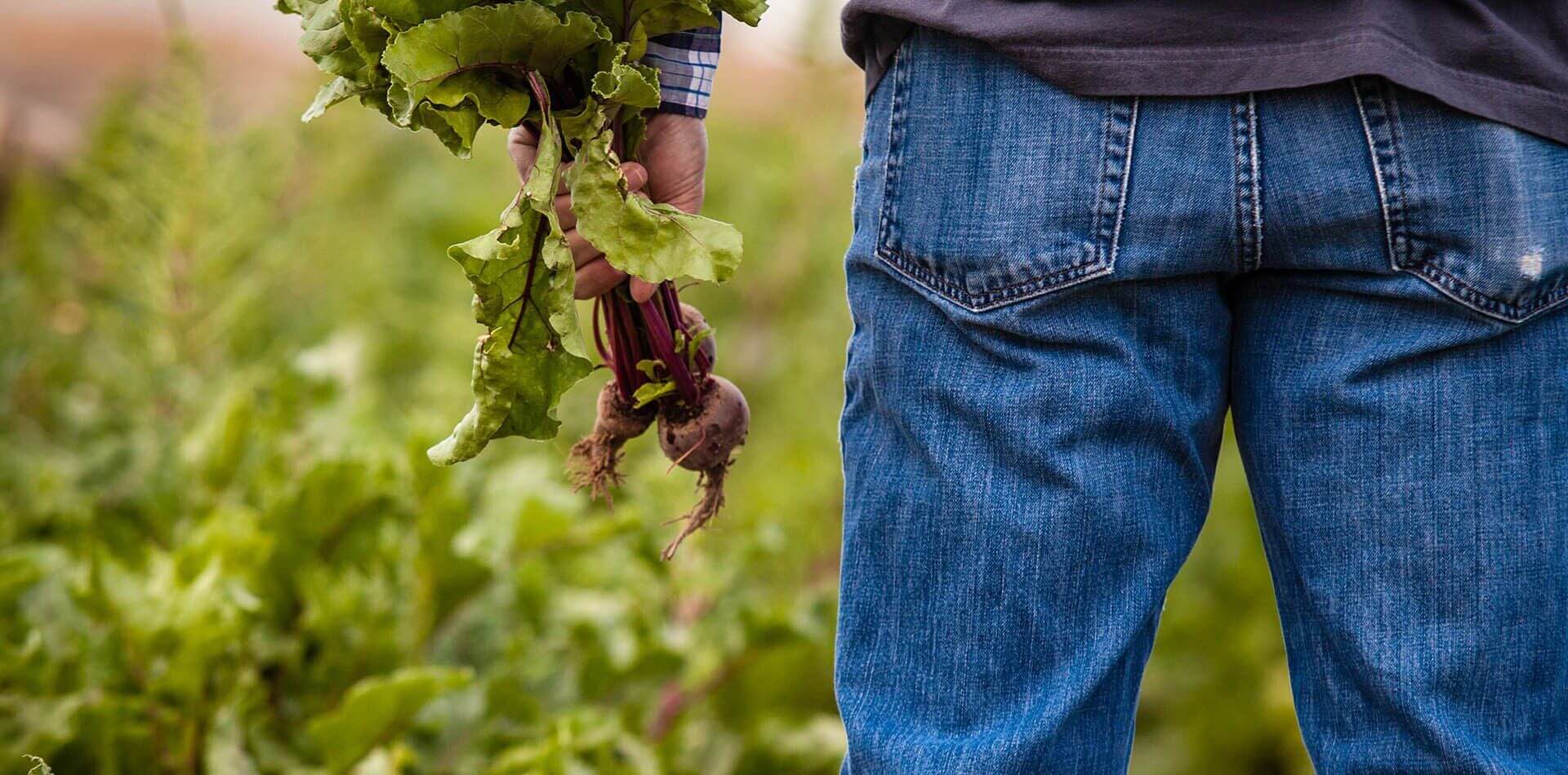 Person haelt Gemuese in den Haenden vor einem Feld.