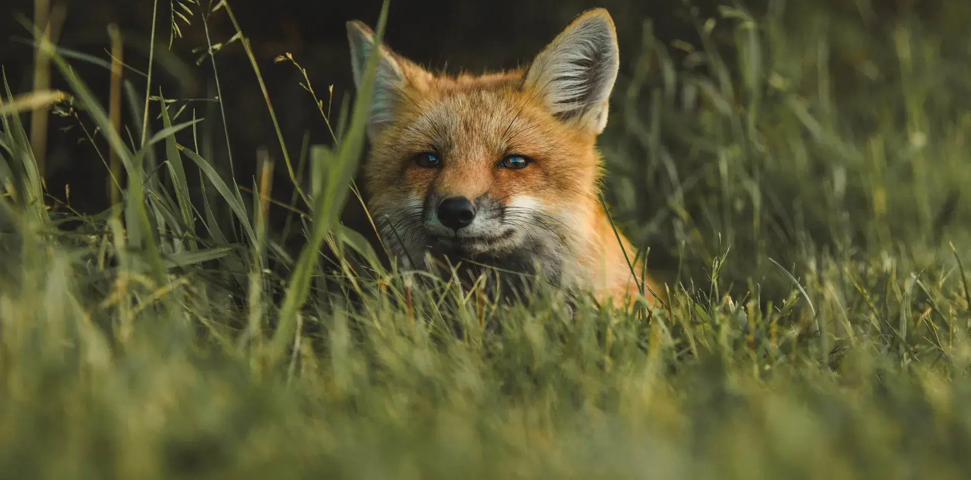 Animaux sauvages