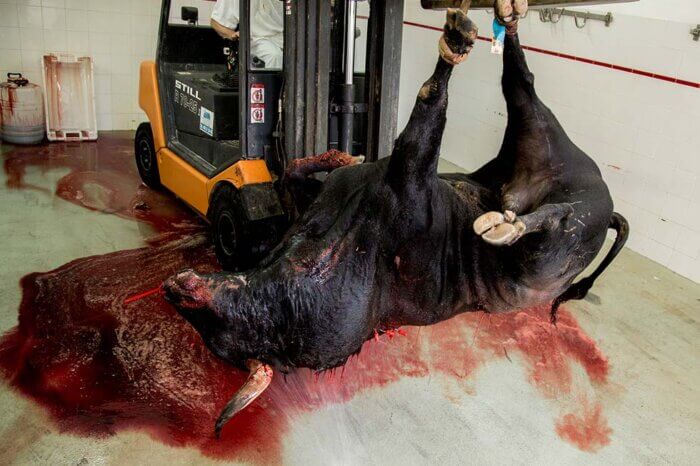 Schwarzer Stier haengt kopfueber zum Ausbluten an de Fuessen an einem Gabelstapler. Unter ihm ist eine Lache Blut.