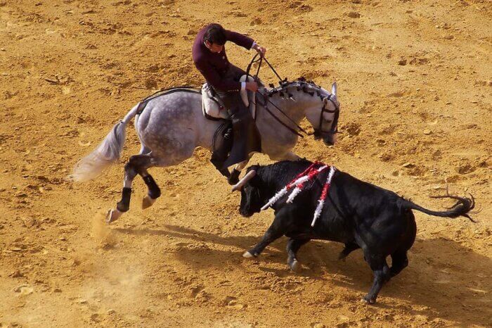 Matador reitet auf einem grauen Pferd und attackiert einen schwarzen Tier von der Seite.