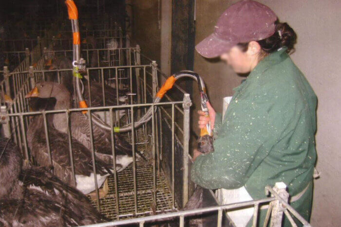 Frau mit Cappy und gruener Jacke haelt eine Gans fest und fuettert sie mit einem Schlauch ueber den Mund.