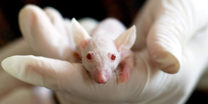 Weisse Mauss mit roten Augen wird in einer Hand gehalten.