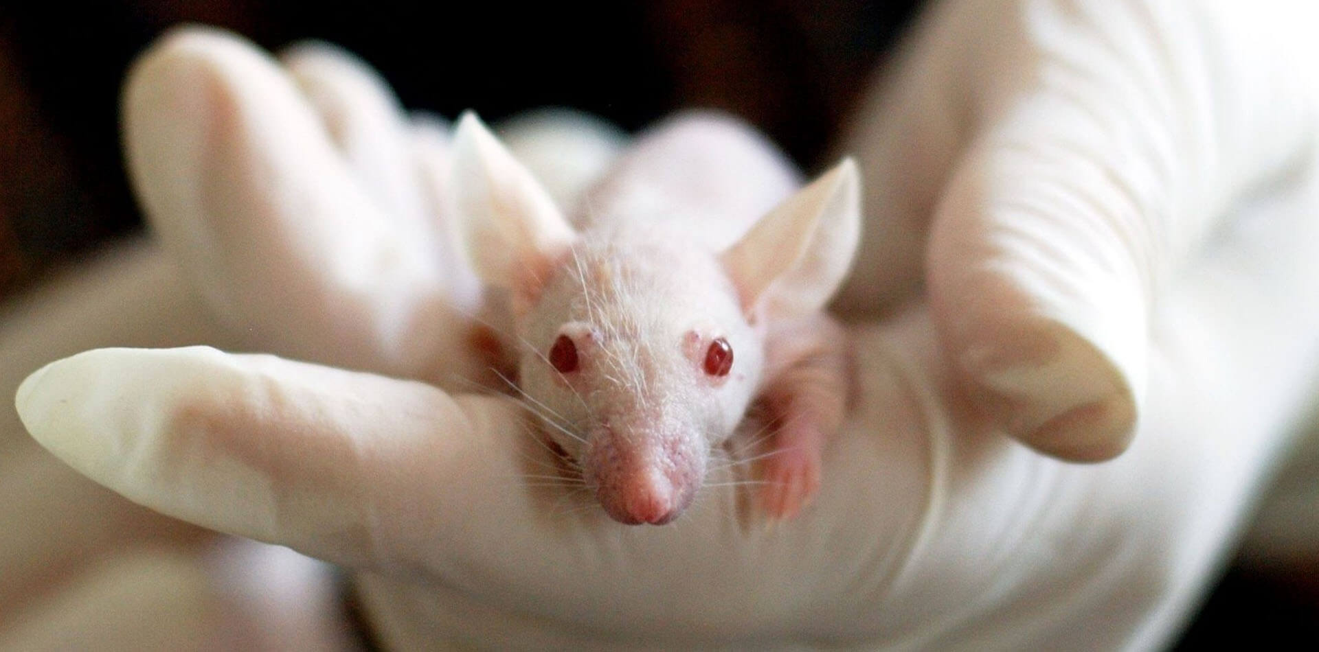 Weisse Mauss mit roten Augen wird in einer Hand gehalten.