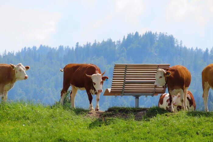 Mehrere Kuehe stehen und liegen neben einer Bank auf einer gruenen Wiese vor einem Waldpanorama.