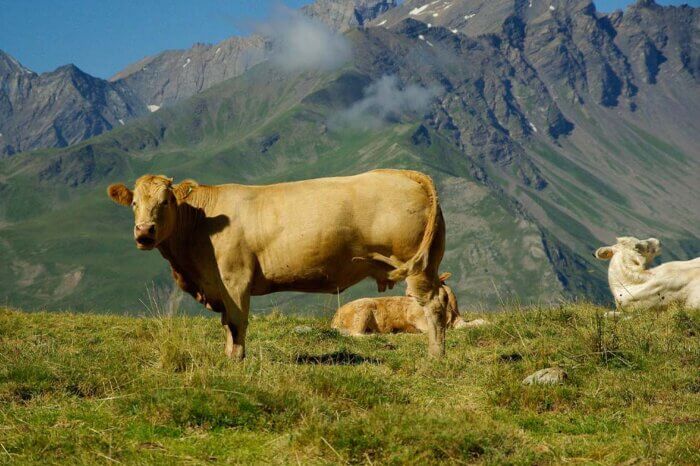 Eine Kuh steht auf einer Wiese vor einem Bergpanorama.