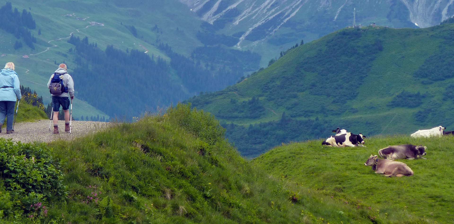 Zwei Personen wandern auf einem Weg neben einer Wiese, auf der Kuehe liegen.