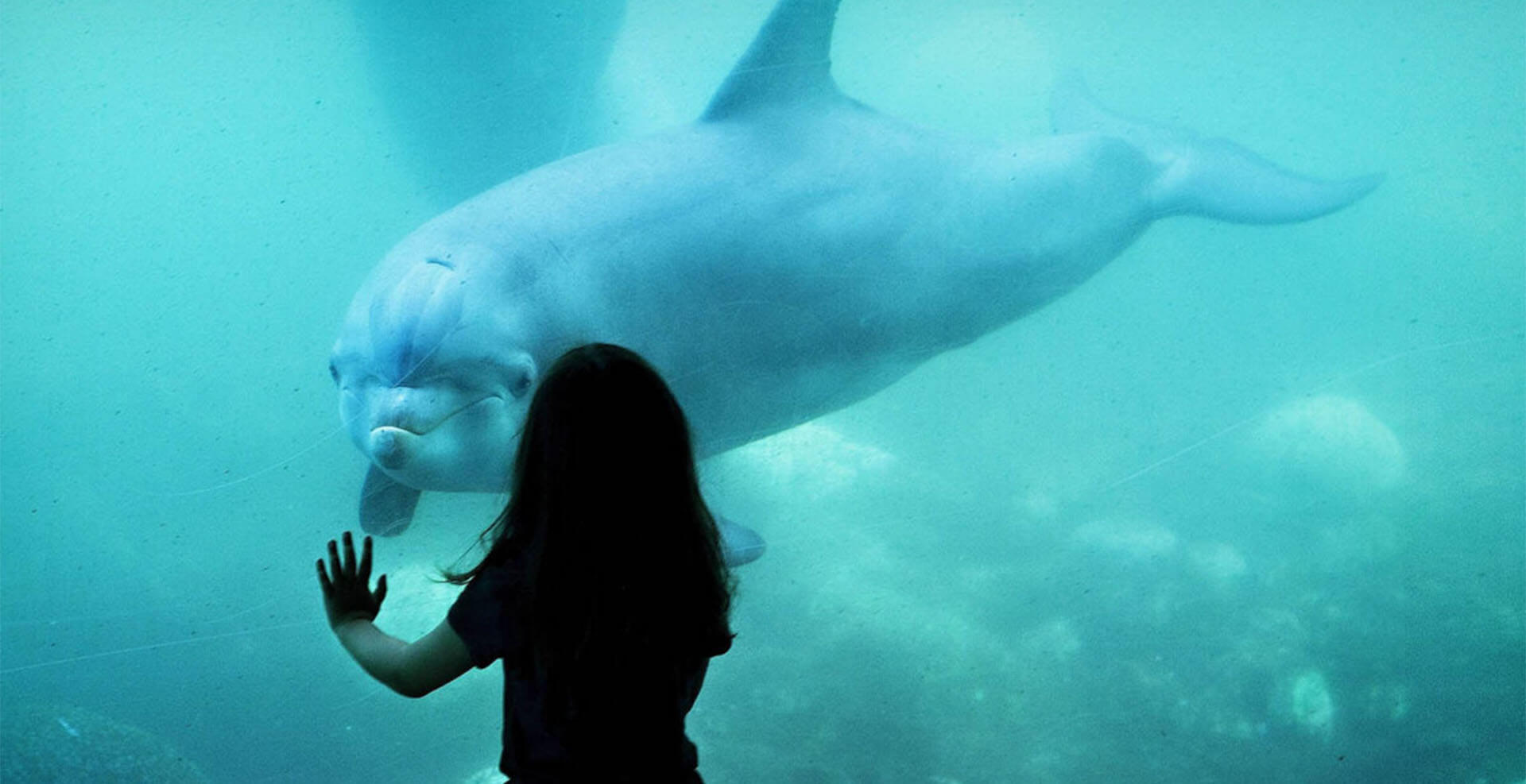 Frau steht vor einem Delfin in einem Aquarium