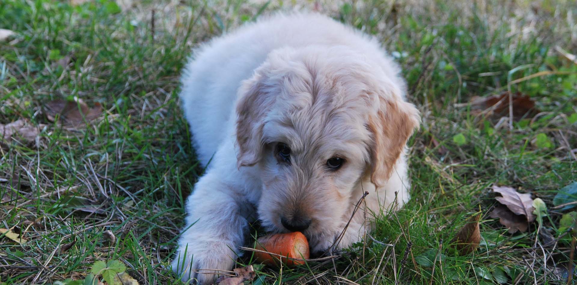 Weisser Hund liegt auf einer Wiese und isst an einer Karotte.