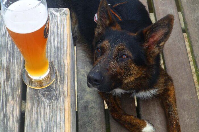 Schwarz-brauner Hund liegt auf einem Holzboden vor einem Holztisch, auf dem ein Glas Bier steht.