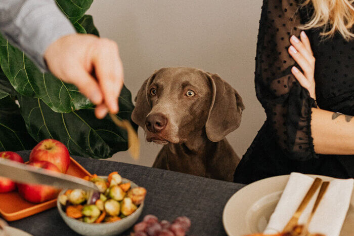 Ein brauner Hund sitzt vor einem gedeckten Tisch. Eine Person schneidet mit Messer und Gabel das Essen.