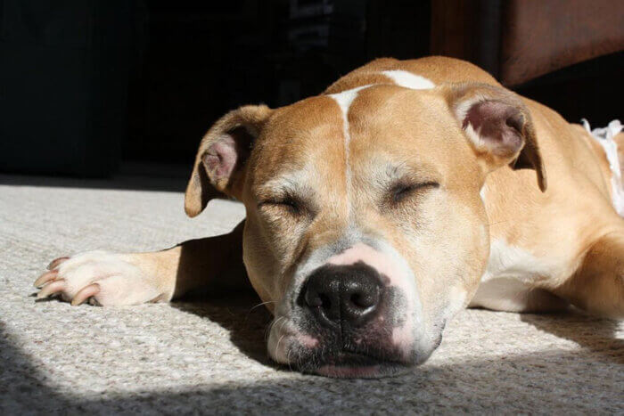 Hund schläft in der Sonne