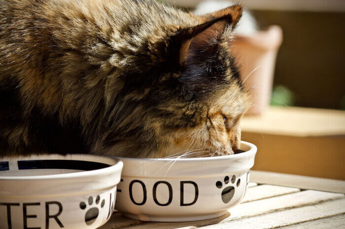 Graue Katze isst aus einem weissen Napf auf dem Food steht.