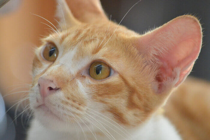 Weiss-orangene Katze mit grossen orangen Augen schaut zur Seite.