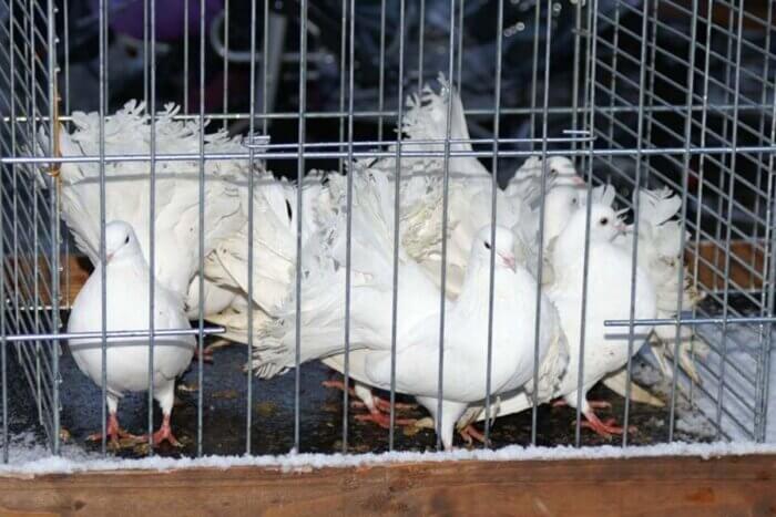 Weisse Tauben sind in einem engen Kaefig eingesperrt.