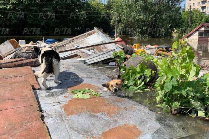 Hunde unter Wasser in der Flut