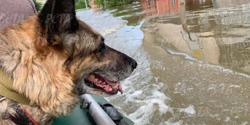 Hund in einem Boot