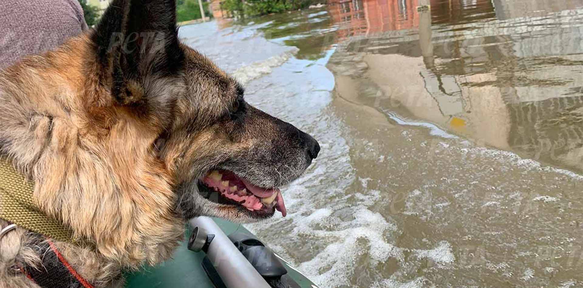 Hund in einem Boot