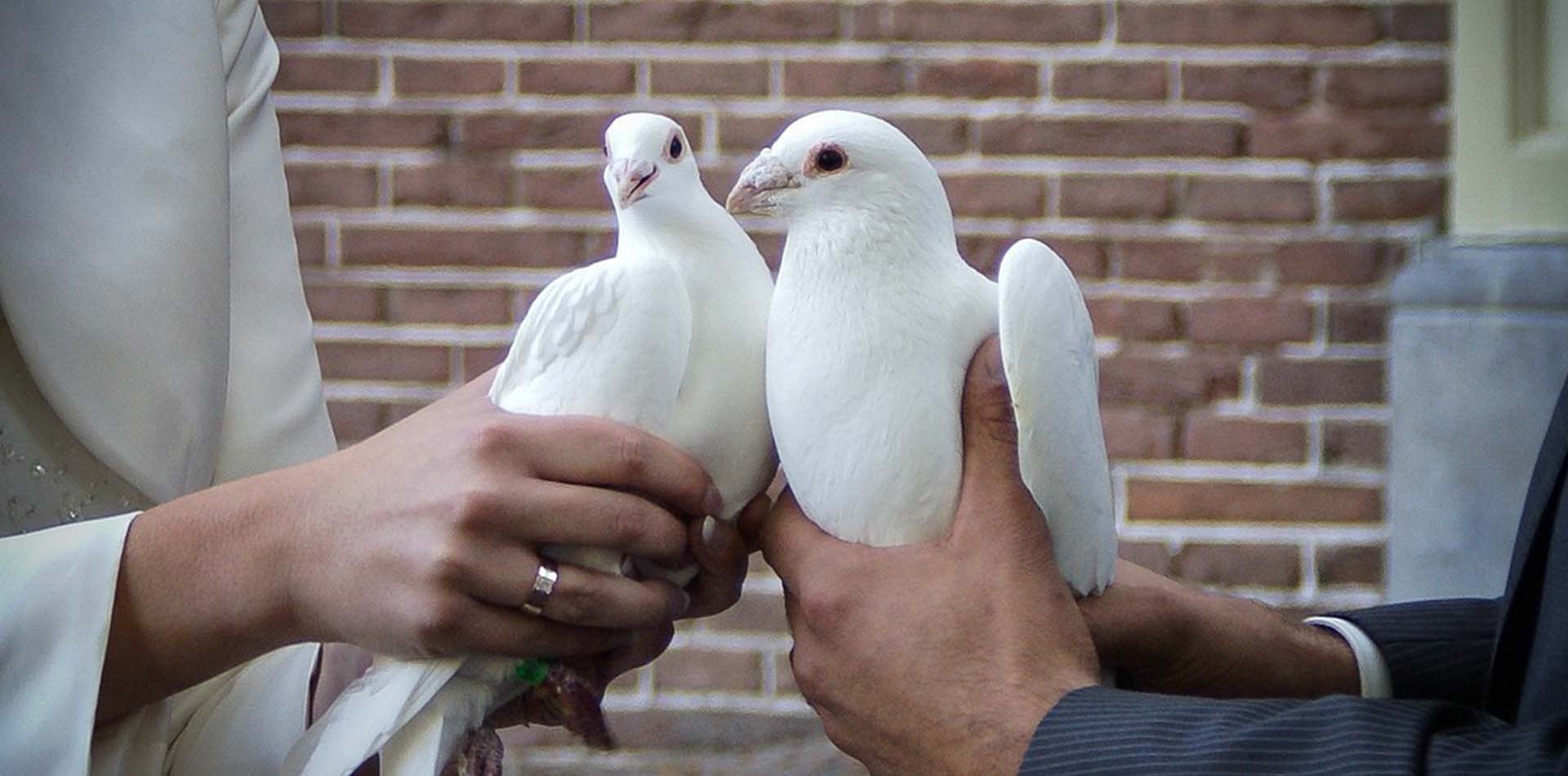 Frau und Mann halten zwei weisse Tauben in den Haenden zur Hochzeit.