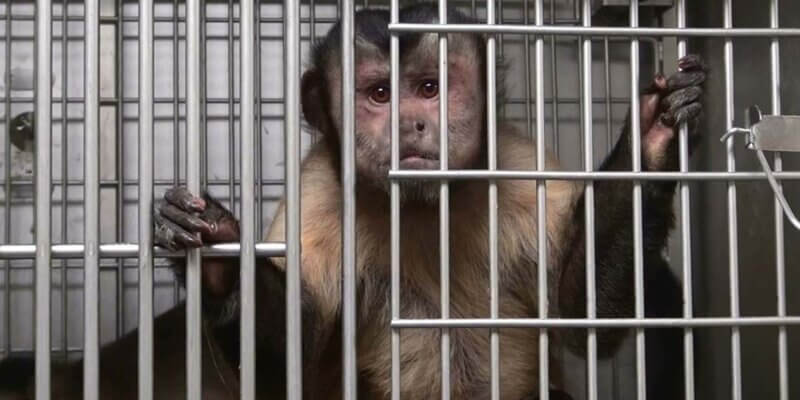 Affe in einem Käfig