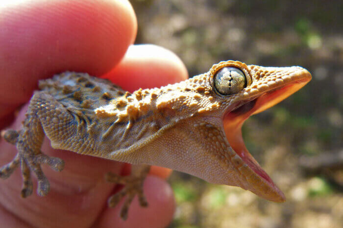 Eine Person haelt in ihrer Hand einen Gecko, der den Mund weit aufreisst.