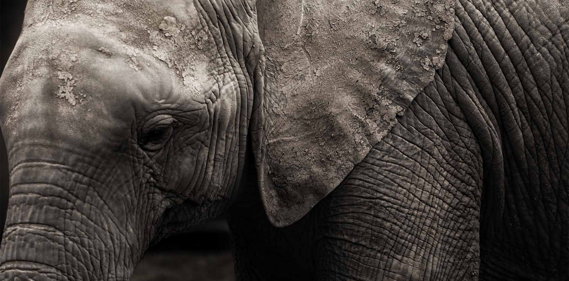 Elefant