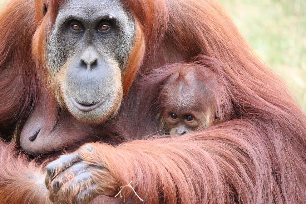 Ein Orang-Utan mit Baby im Arm.