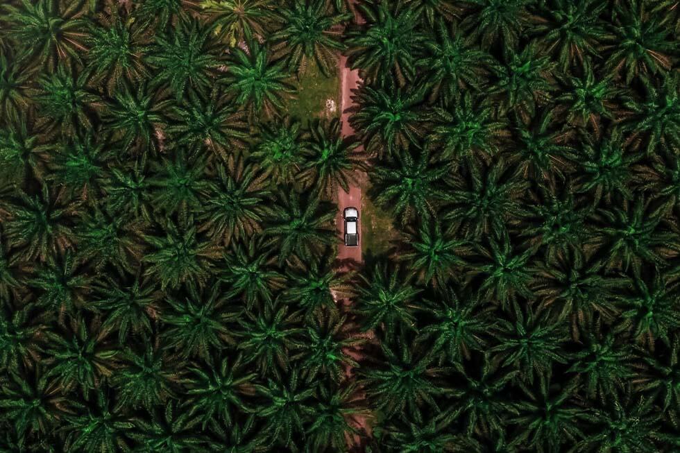 Ein Auto fahert durch eine Palmenplantage.
