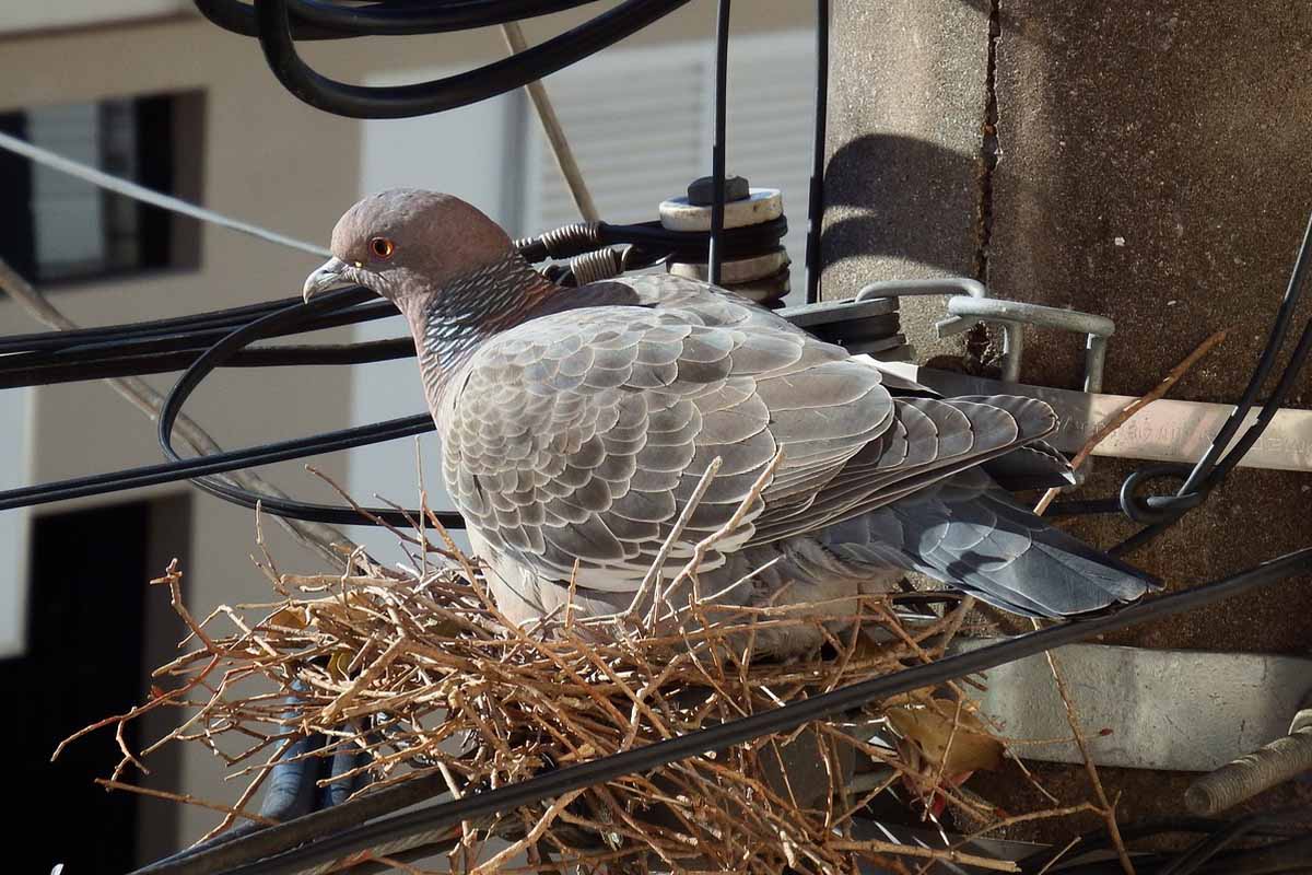 Eine Taube sitzt in ihrem Nest auf einem Strommast.