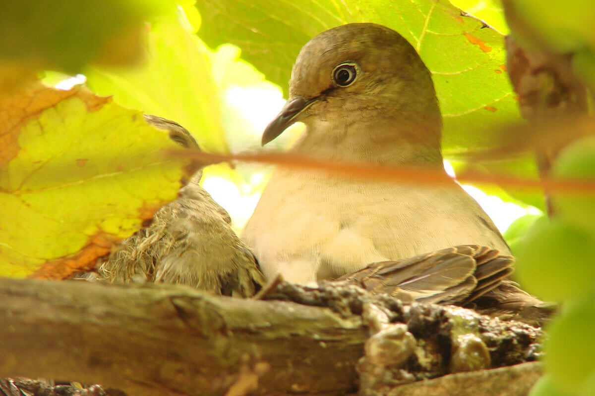 Eine Taube sitzt mit Kueken in einem Nest in Mitten von Blaettern.
