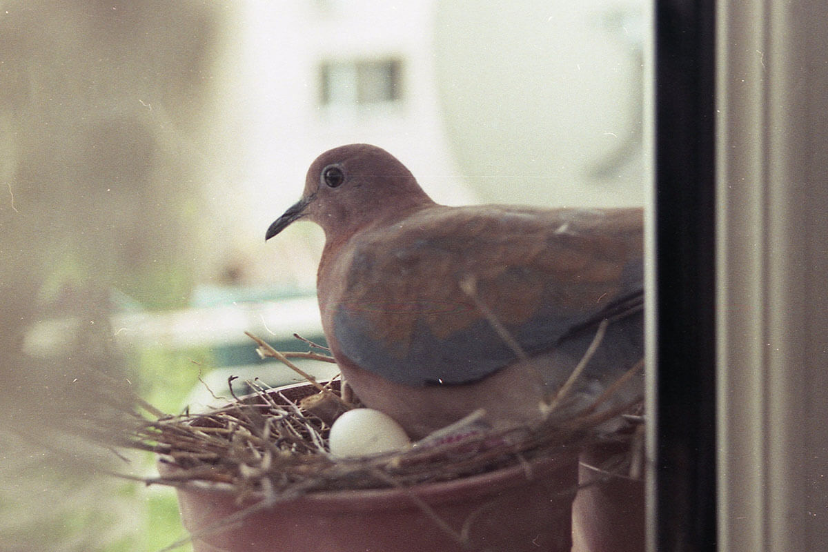 Taube mit Ei sitzt in einem Nest an einem Balkon.